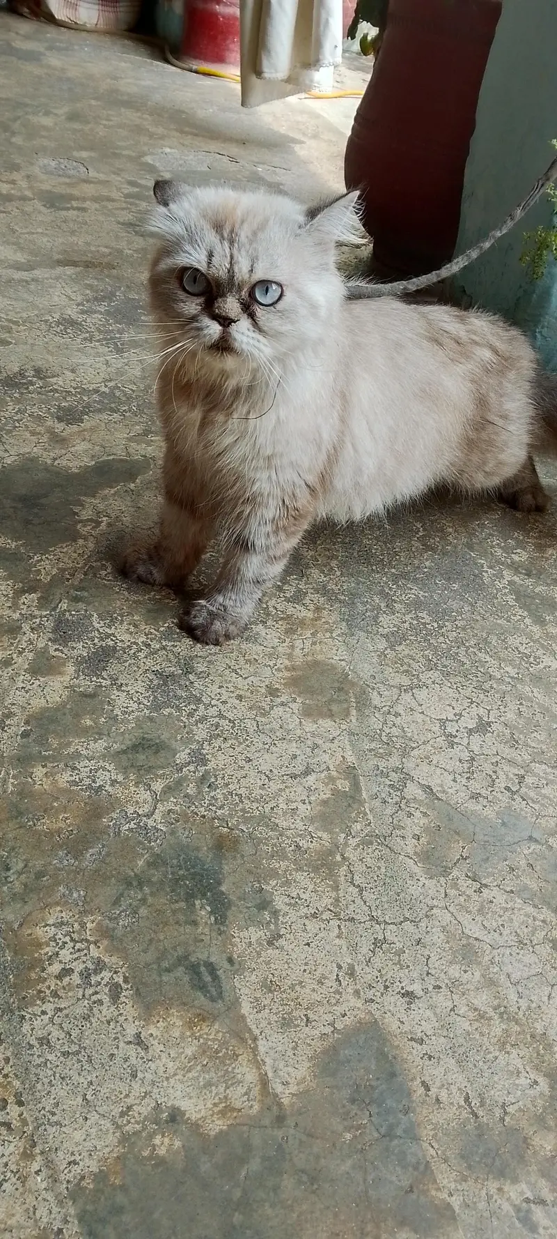 cat . . . — photo 3