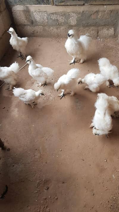 Silky chicks age 7 months