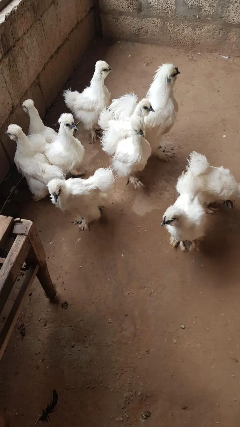 Silky chicks age 7 months — photo 2