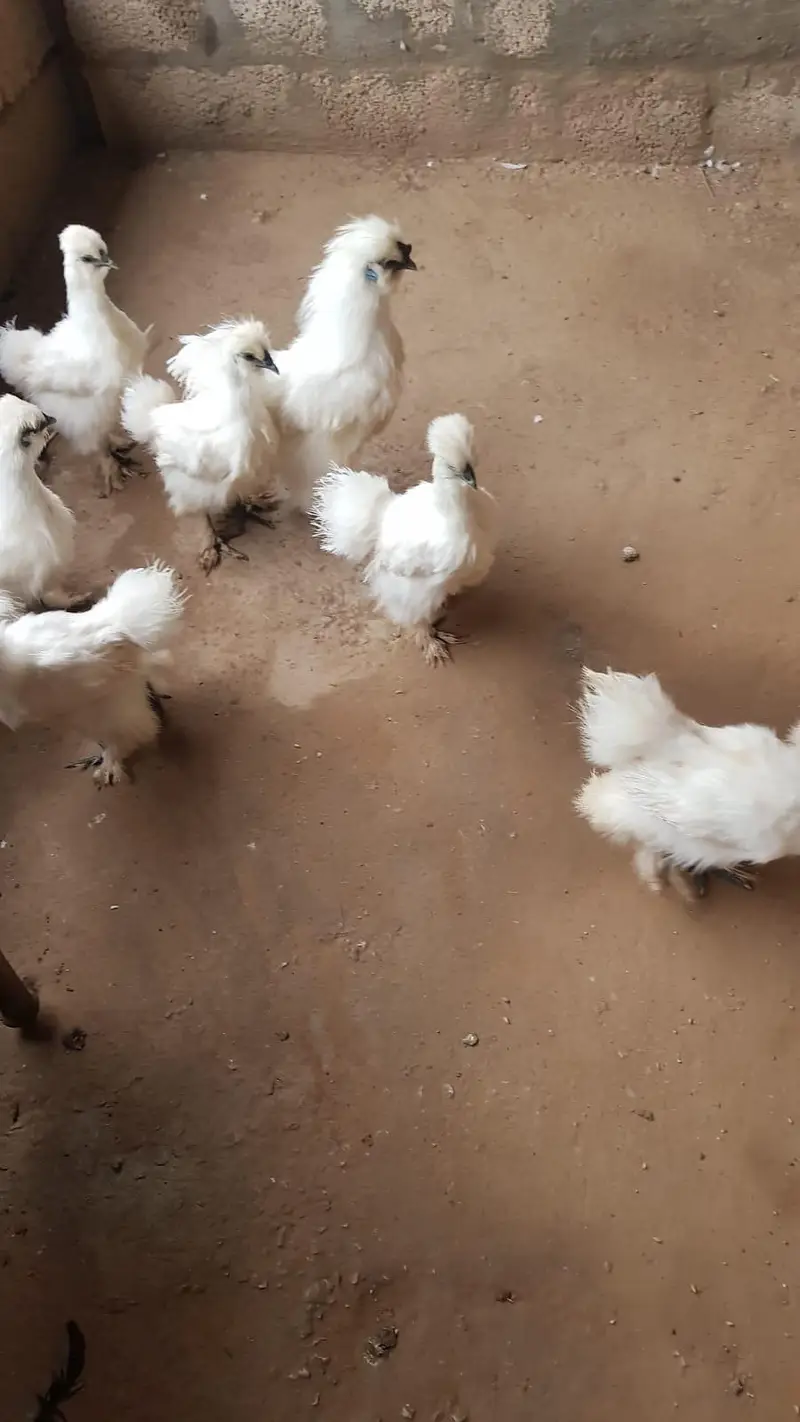 Silky chicks age 7 months — photo 3