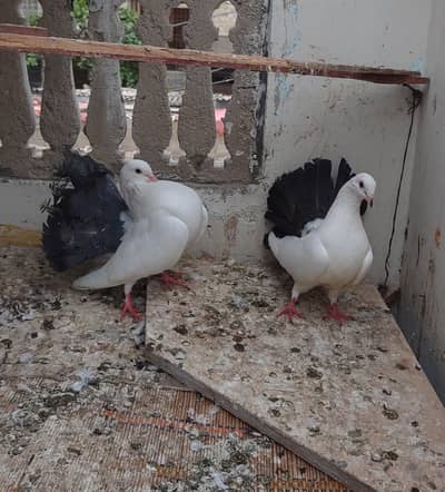 Black Tail Full Kantakash