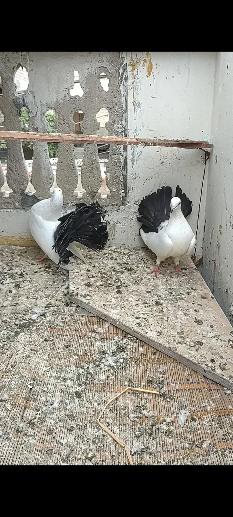 Black Tail Full Kantakash — photo 2