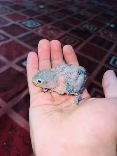 Lovebird chick