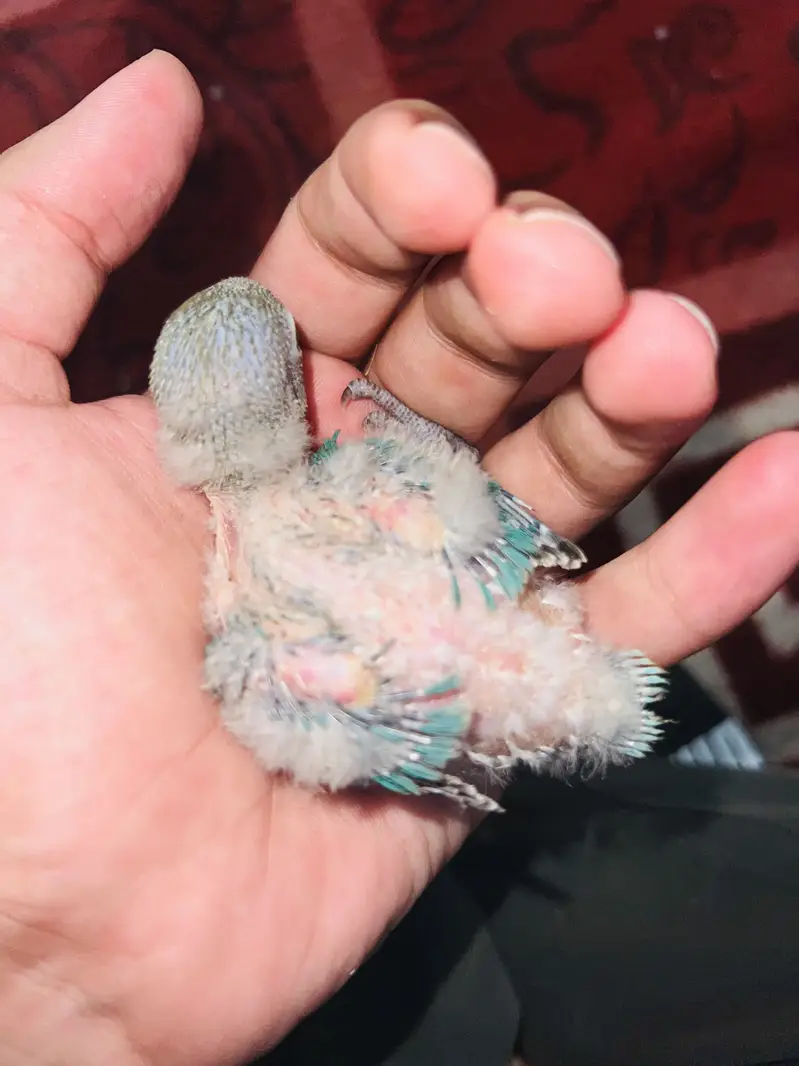 Lovebird chick — photo 2