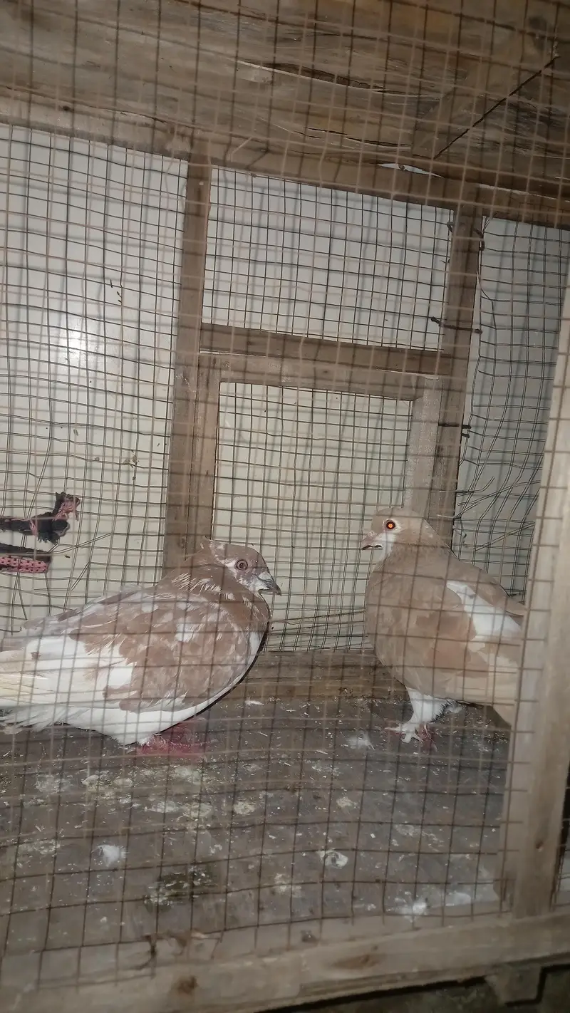 urgent for sale — photo 2