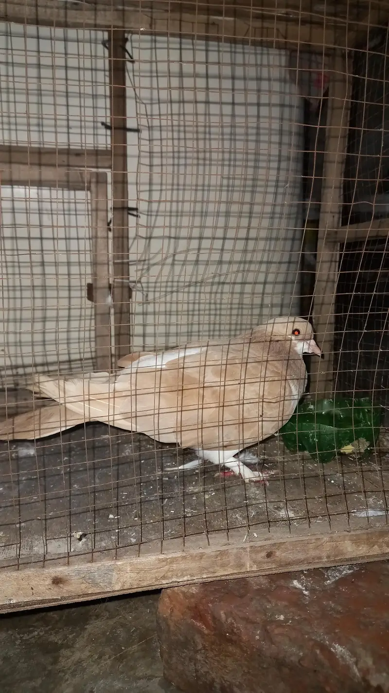 urgent for sale — photo 4