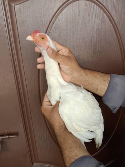 Heera patha for sale