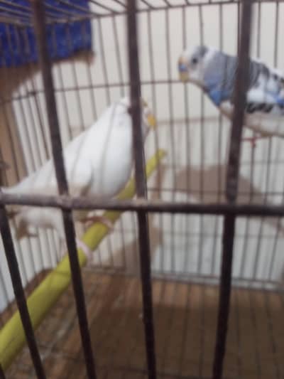 buggie with cage