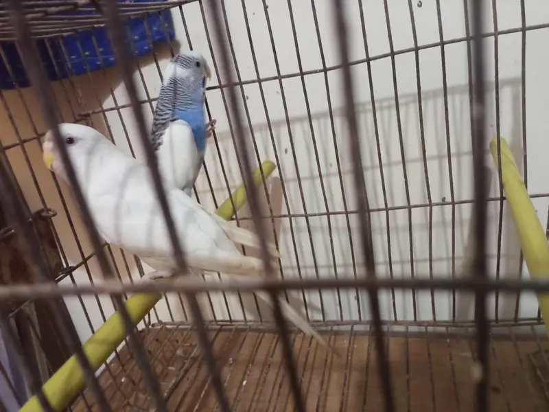 buggie with cage — photo 3