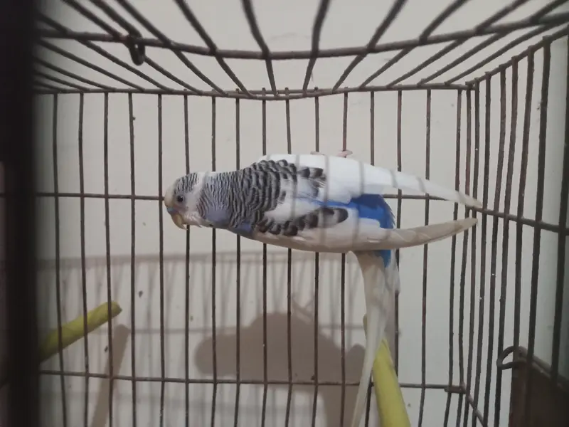 buggie with cage — photo 4