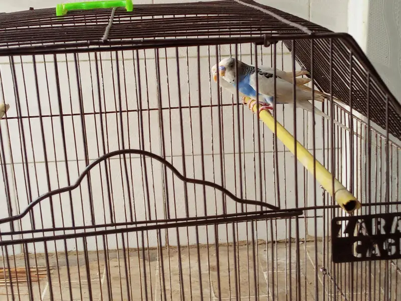 buggie with cage — photo 9