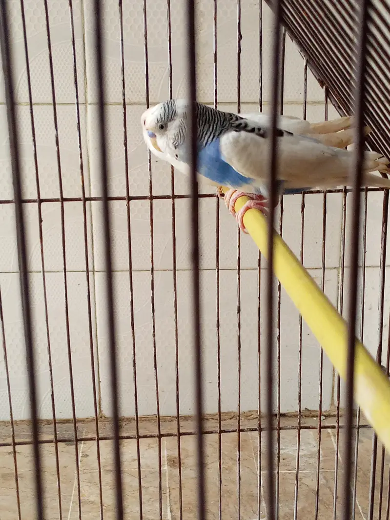 buggie with cage — photo 10
