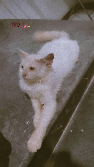 Persian cat