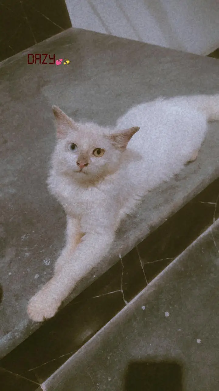 Persian cat — photo 2