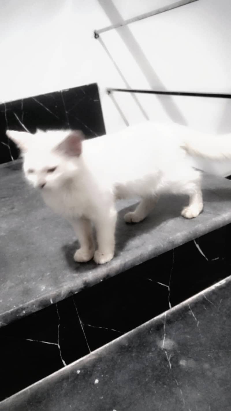 Persian cat 2