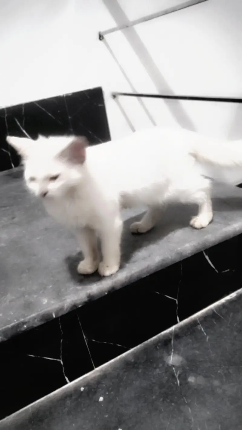 Persian cat — photo 3