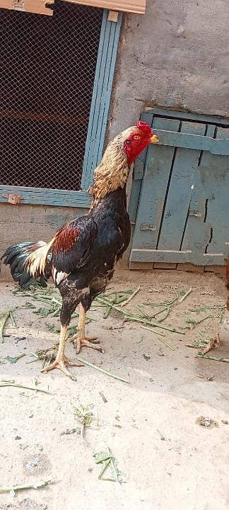 Pure Aseel qoulity murgha for sale long hight (03265388681) watsap cal