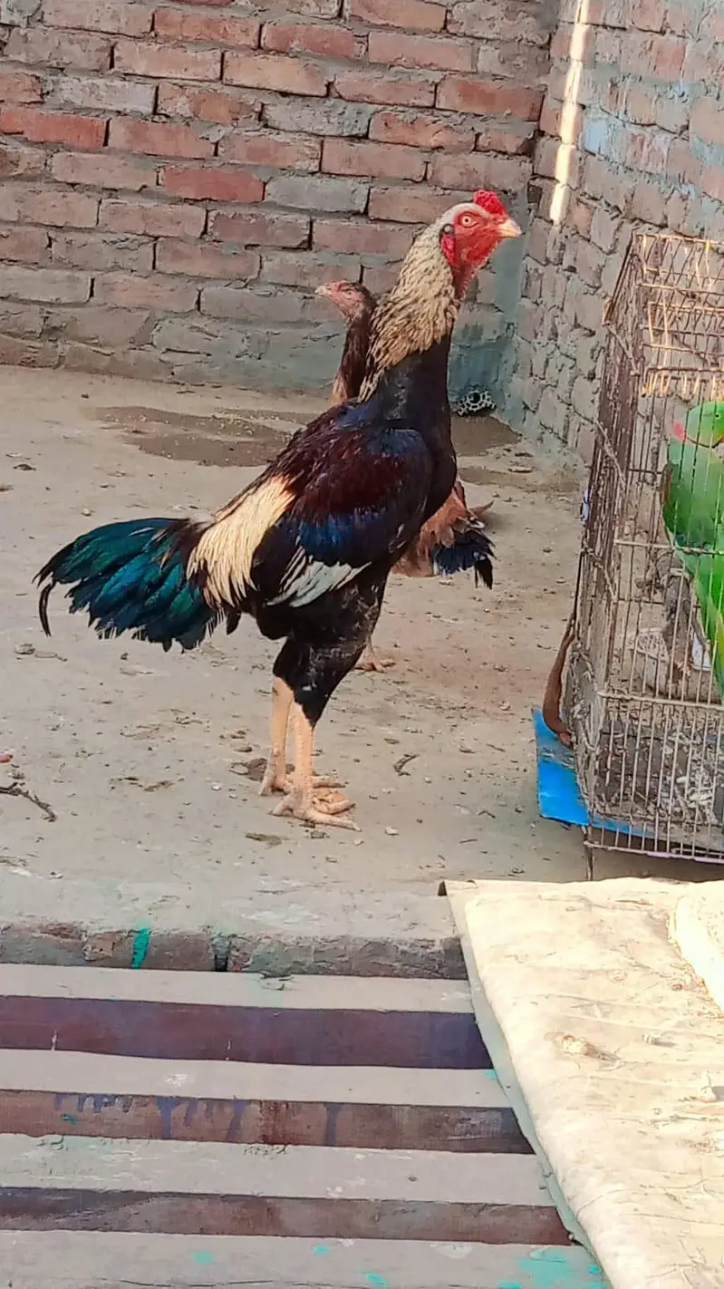 Pure Aseel qoulity murgha for sale long hight (03265388681) watsap cal — photo 2