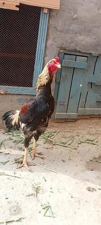 Pure Aseel qoulity murgha for sale long hight (03265388681) watsap cal — photo 3