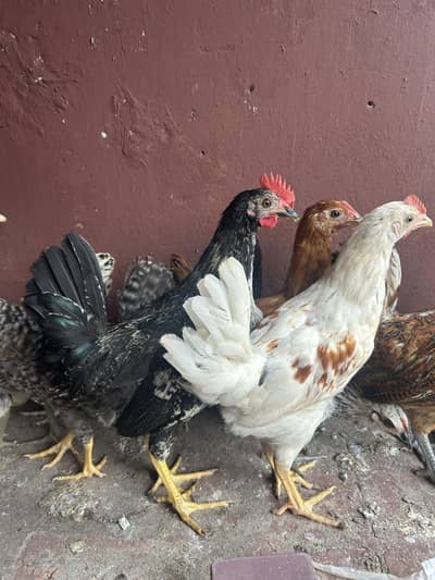 8female 1 male misri murgiya