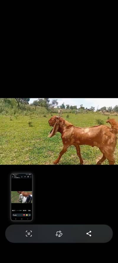 bital phatha for sale