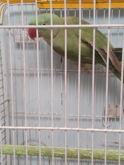 Alexander female