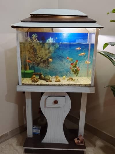 Aquarium with 3 pairs of fishes