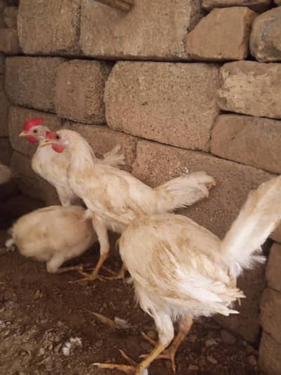 Desi farmi chick's for sale