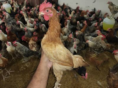Golden Misri Male / Murgha / cock