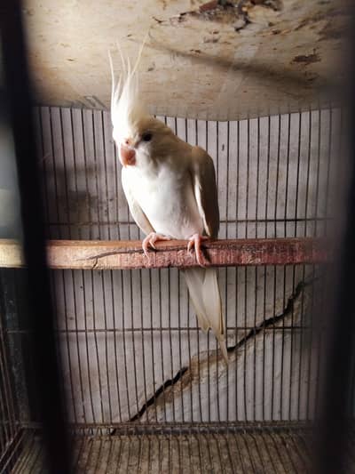breeder Cocktail pair eno Paradise first reading and second adult