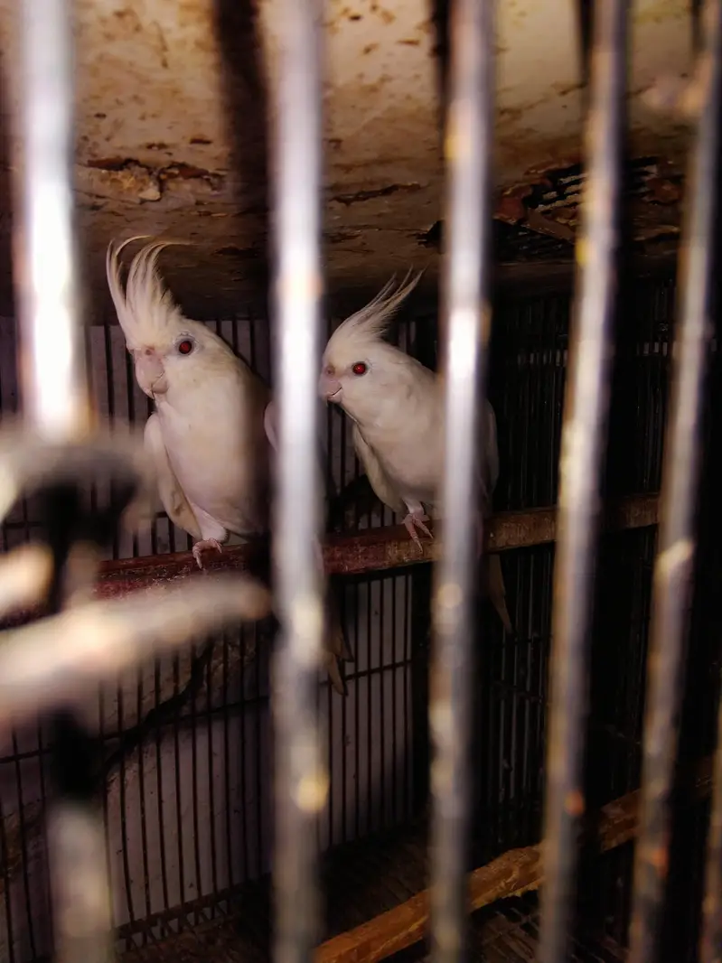 breeder Cocktail pair eno Paradise first reading and second adult — photo 2