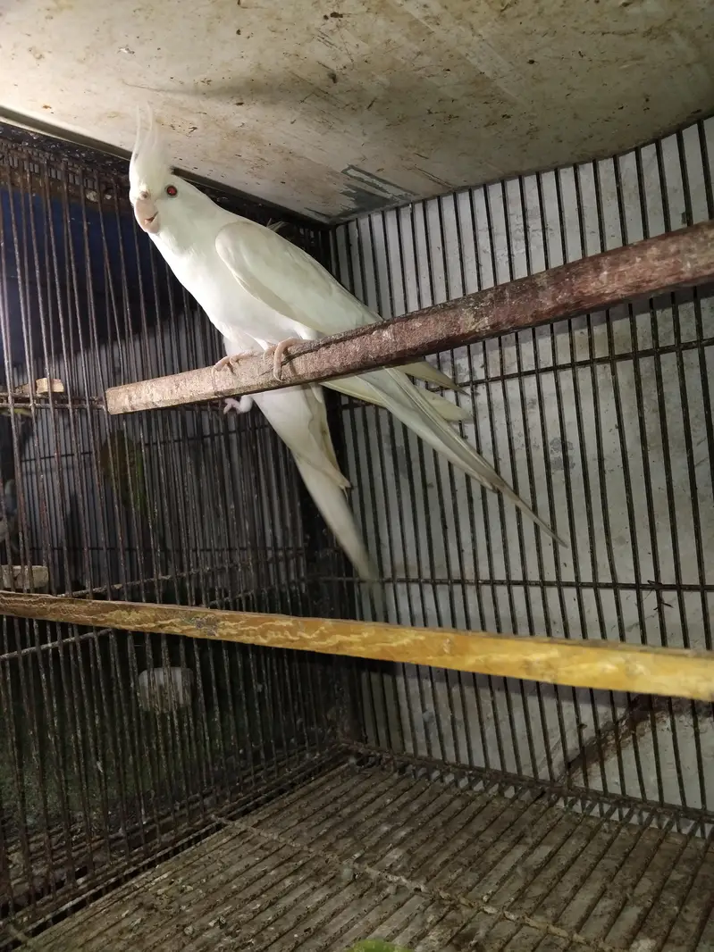 breeder Cocktail pair eno Paradise first reading and second adult — photo 3