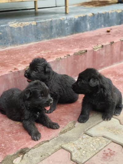 Black German shepherd long stock hair puppy available