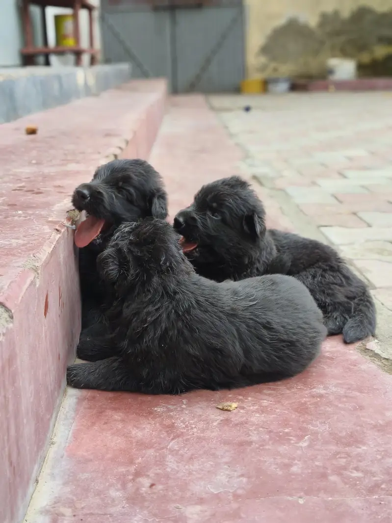 Black German shepherd long stock hair puppy available — photo 2