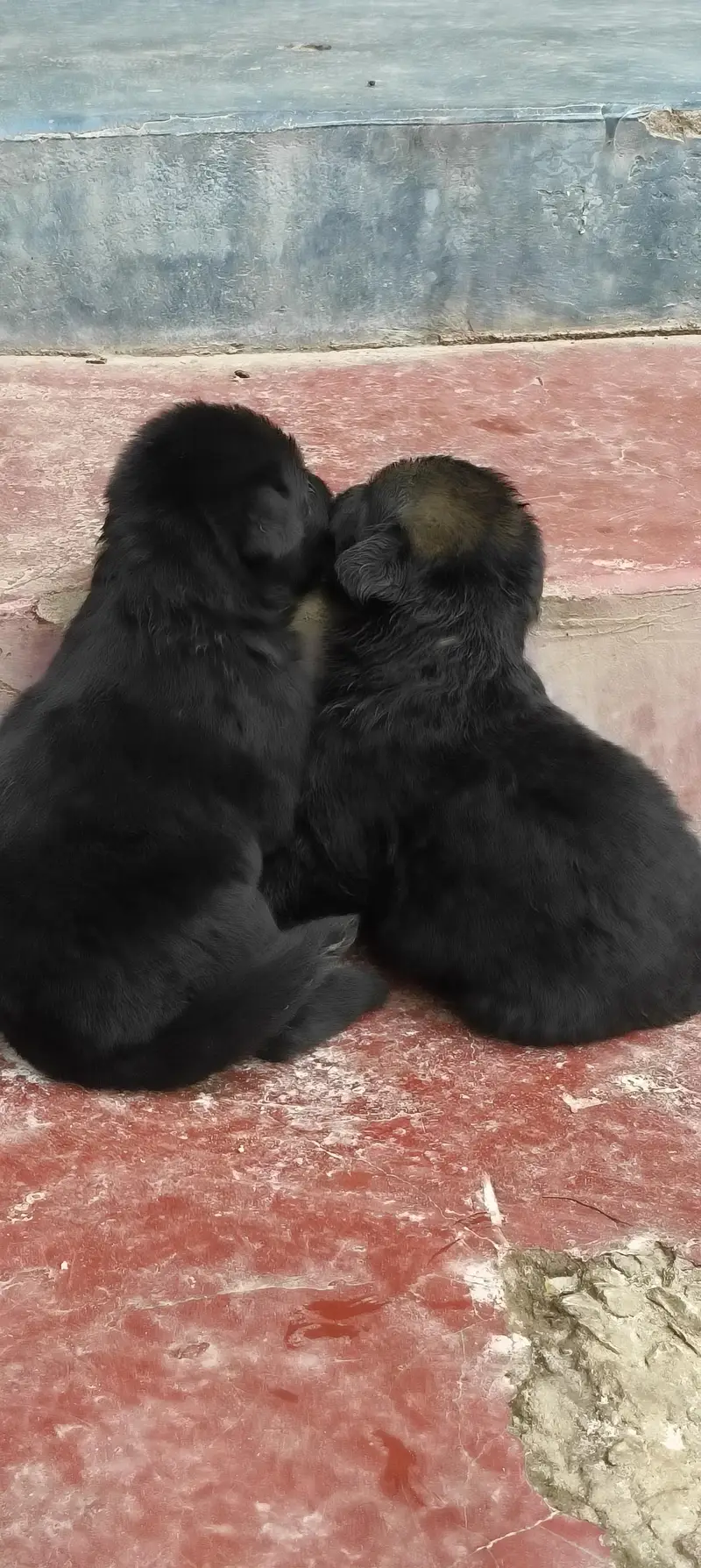 Black German shepherd long stock hair puppy available — photo 3