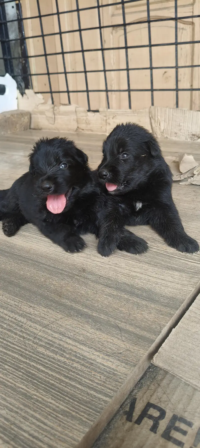 Black German shepherd long stock hair puppy available — photo 4