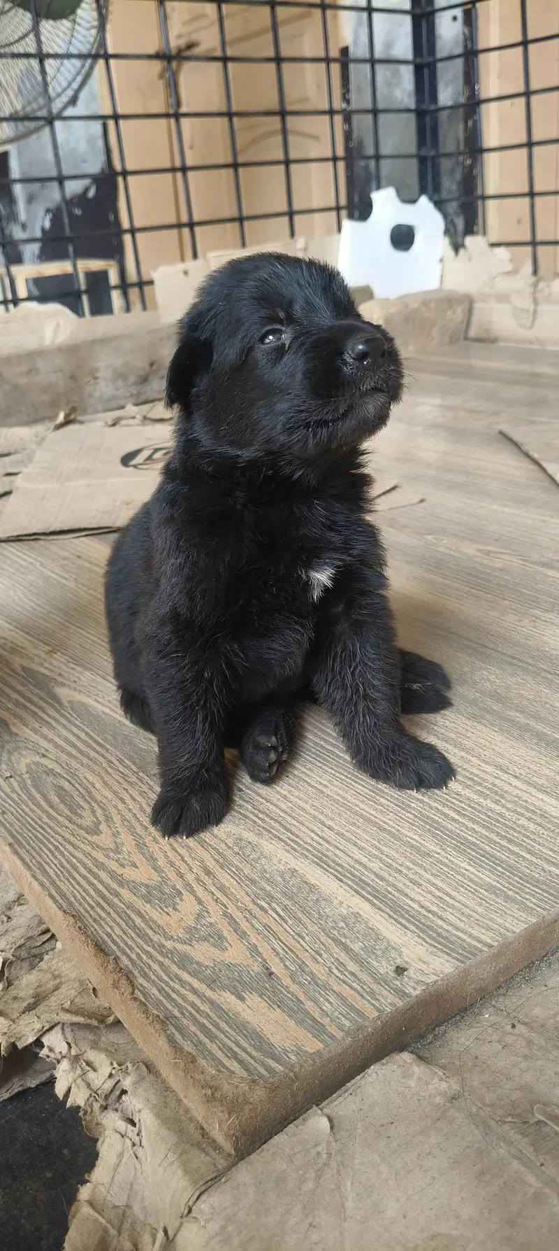 Black German shepherd long stock hair puppy available — photo 5