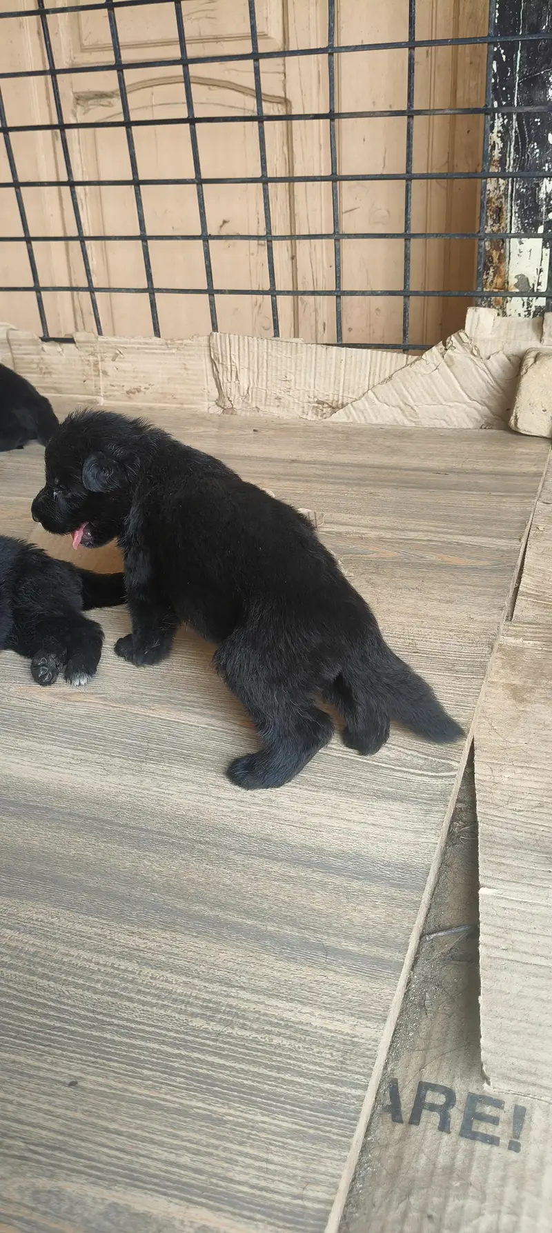 Black German shepherd long stock hair puppy available — photo 7