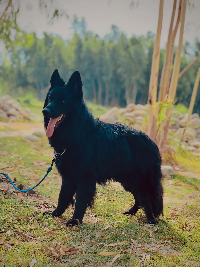 Black German shepherd long stock hair puppy available — photo 8