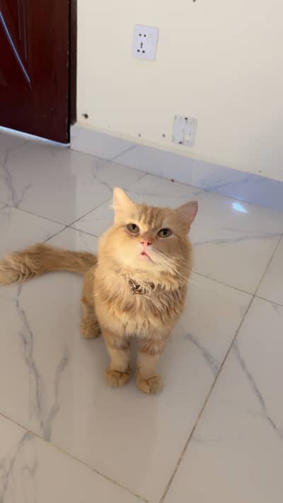 Cat for Sale (Islamabad/Rawalpindi)”