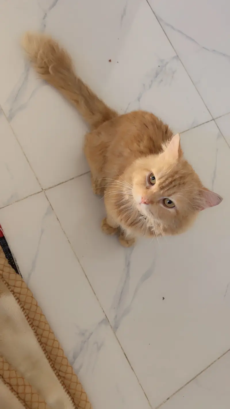 Cat for Sale (Islamabad/Rawalpindi)” — photo 3
