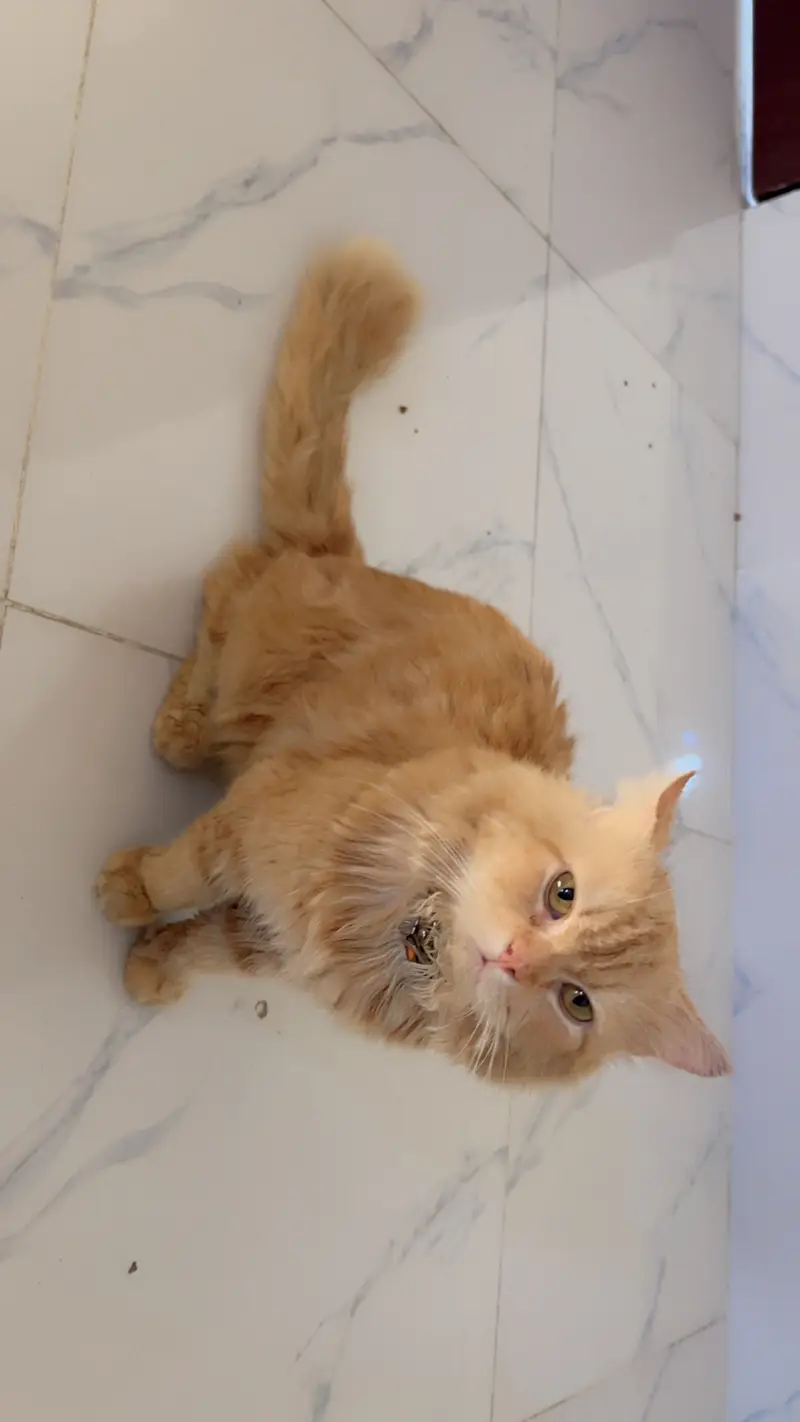 Cat for Sale (Islamabad/Rawalpindi)” — photo 4