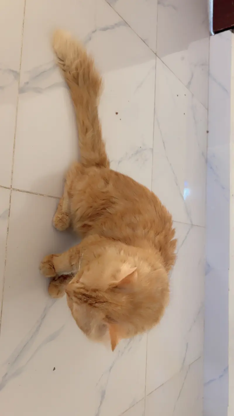 Cat for Sale (Islamabad/Rawalpindi)” — photo 5