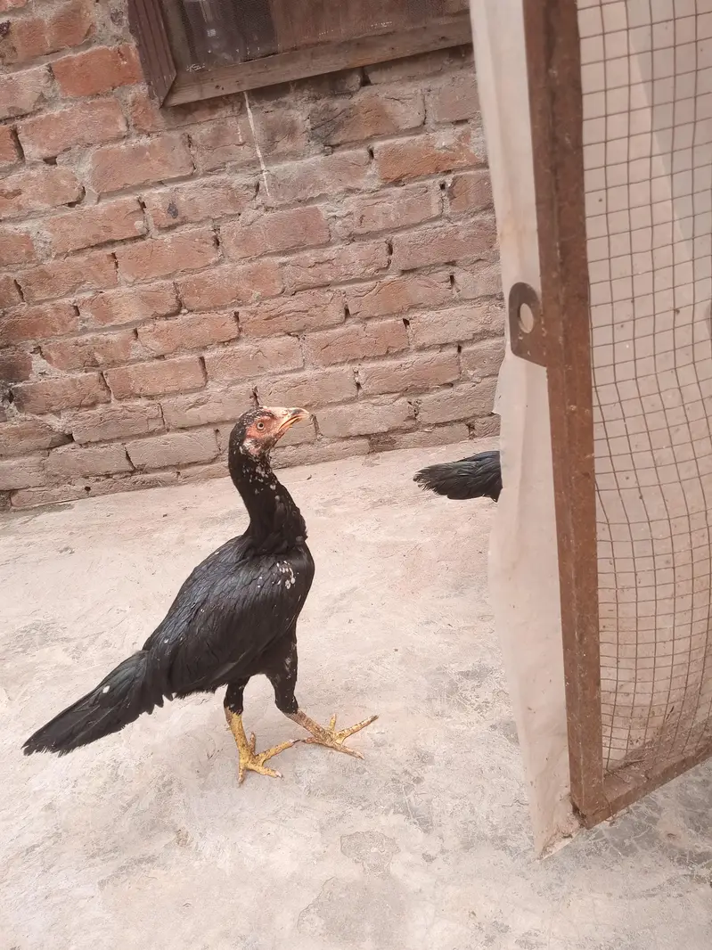Lasani Aseel — photo 5
