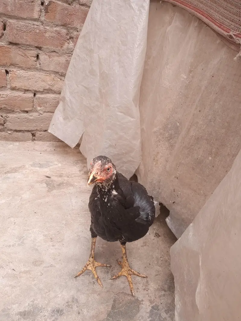Lasani Aseel — photo 6