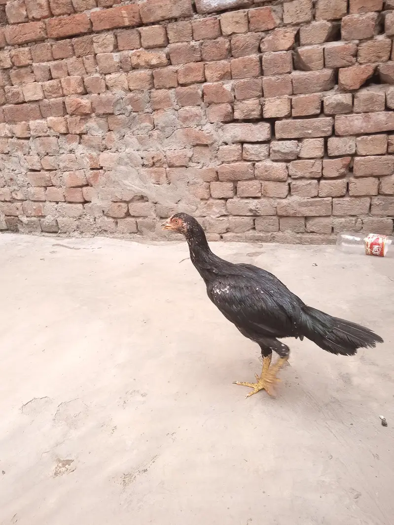 Lasani Aseel — photo 7