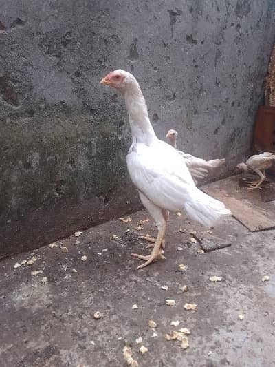 pure Hera Aseel hen