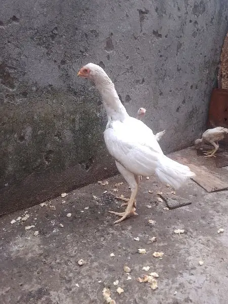 pure Hera Aseel hen — photo 2