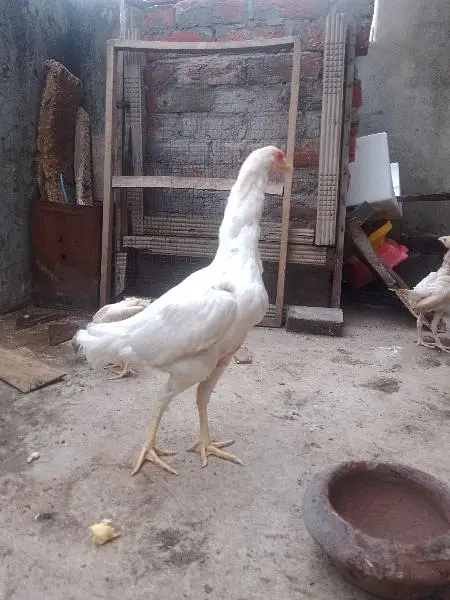 pure Hera Aseel hen — photo 3