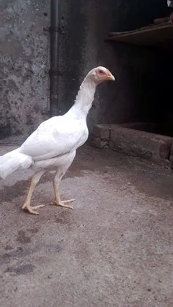 pure Hera Aseel hen — photo 4